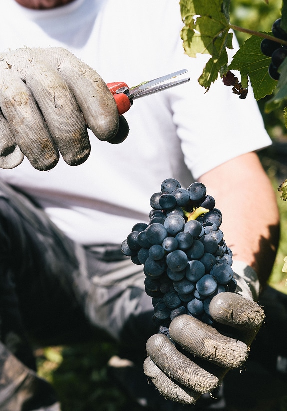 Grappe coupée avec un sécateur de vigne