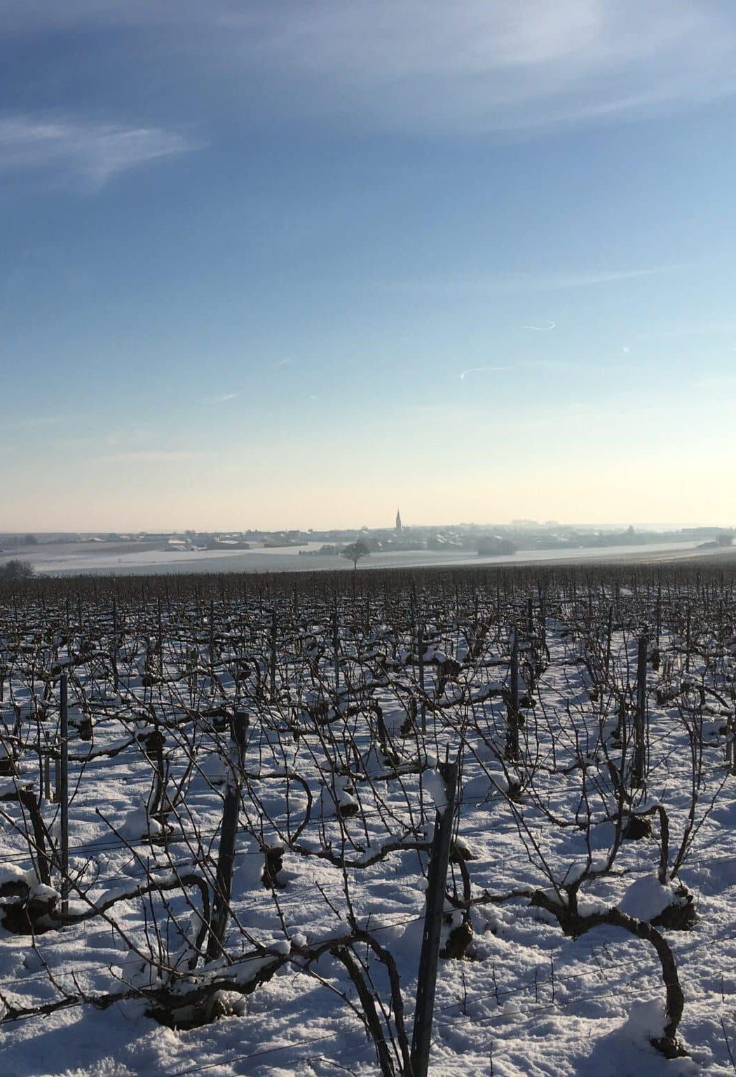 Vignes sous la neige