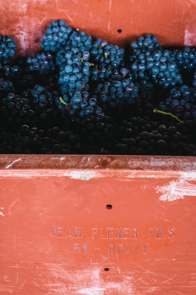 Raisin noir dans une caisse rouge