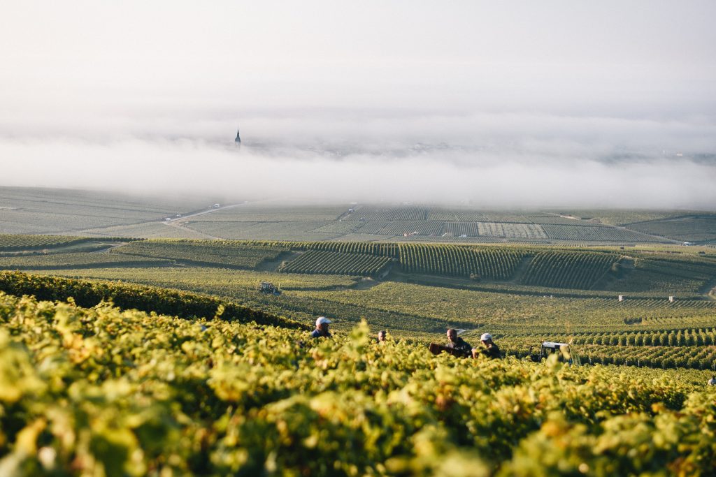 Vignes Plener sur plusieurs plans avec nuages au fond