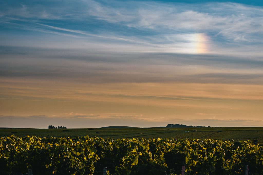Magnifique ciel coloré sur les vignes mordorées