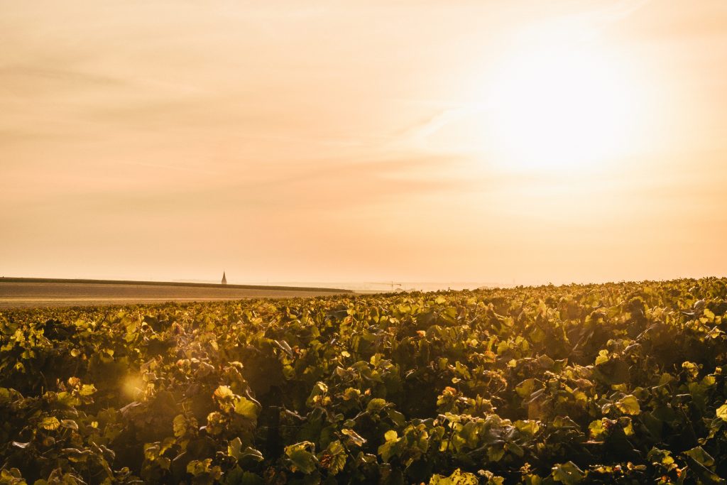 Joli ciel jaune d'été sur les vignes du Champagne Plener