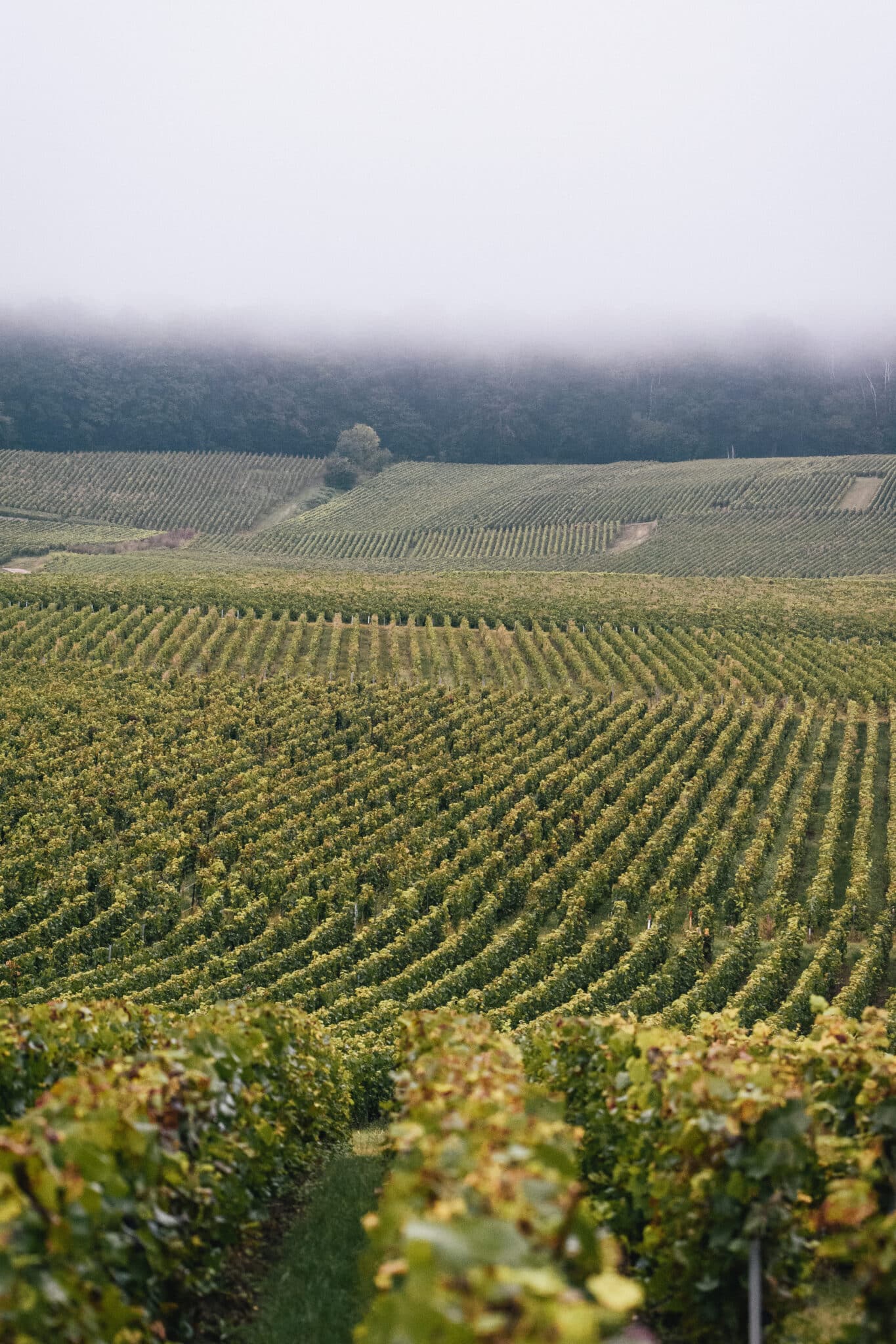 Vignes du Champagne Plener