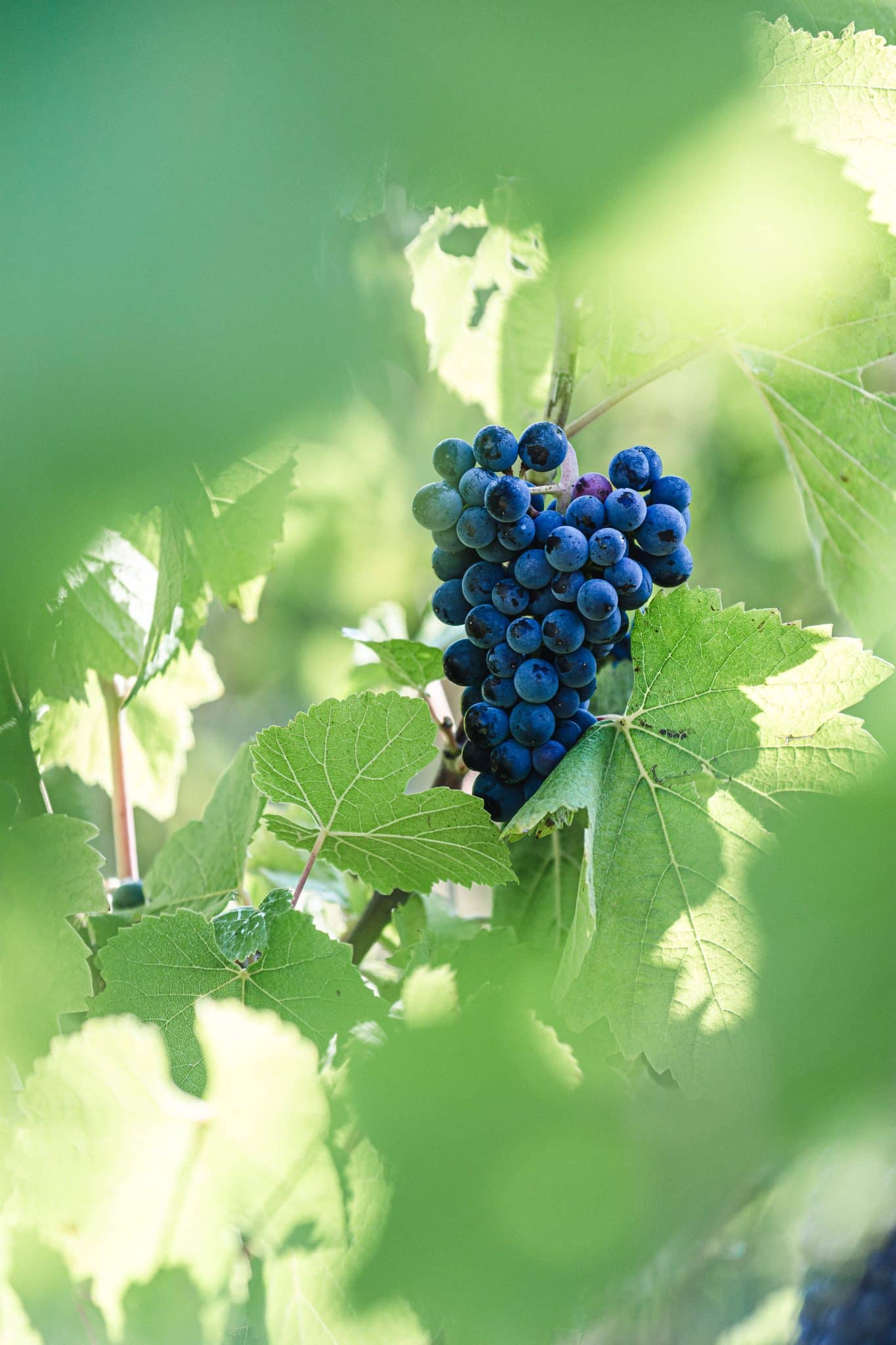 Grappe de raisin - Champagne Plener